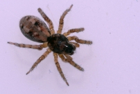 Une araigne loup, proie d'une femelle pompile (Araneae - Lycosidae  - Arctosa cf perita)